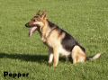 les chiens-pepper-009.jpg